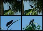 (04) crow montage.jpg    (1000x720)    304 KB                              click to see enlarged picture
